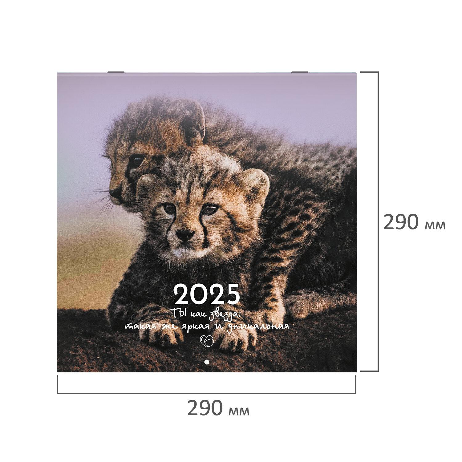    2025, BRAUBERG, 12 , 2929, , 116171