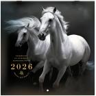    2026 ., BRAUBERG, 12 , 28,528,5 , 