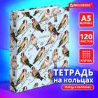    5 175215 , 120 .,  , , BRAUBERG, 