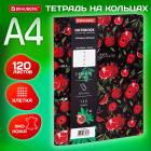     4 (240310 ), 120 .,  , BRAUBERG VISTA, 