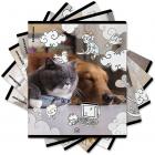   , 5 48. , , ErichKrause, Dream Cat (  , 54161